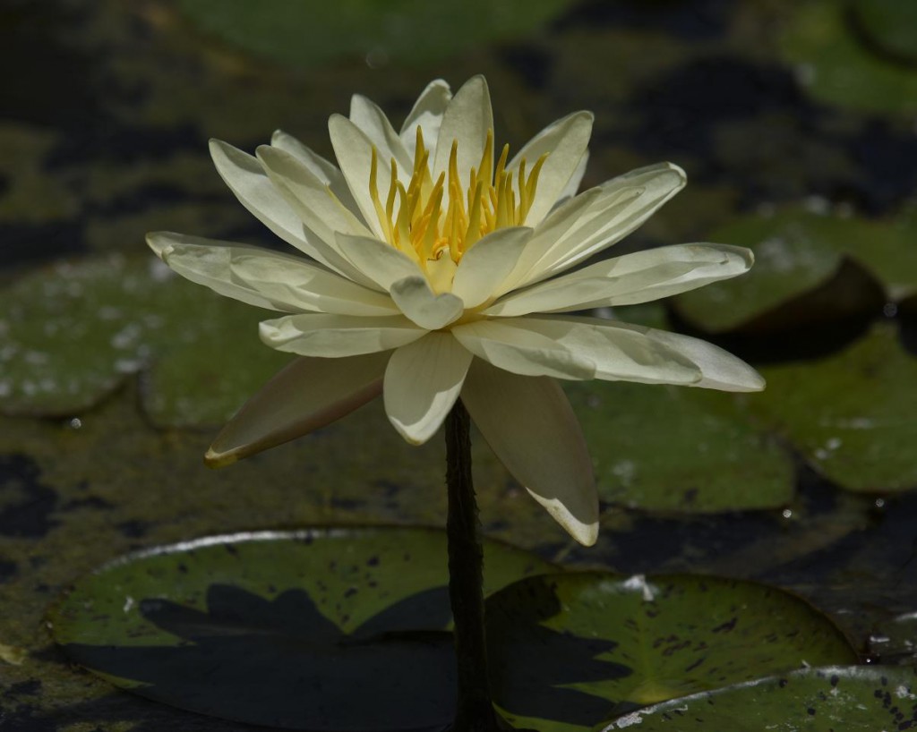 Flor de Loto 9